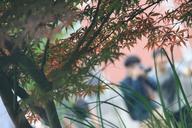 blur-shrubs-photographer-560819.jpg