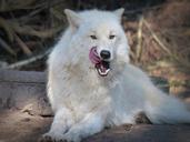 wolf-wild-animal-predator-1227220.jpg