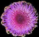 artichoke-blossom-bloom-bloom-free-865842.jpg