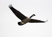 geese-birds-birds-flying-waterfowl-258749.jpg