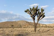 Joshua_tree_in_Queen_Valley.jpg