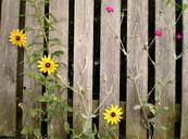 fence-wild-flowers-wildflowers-438523.jpg