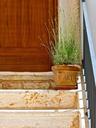 plant-flowerpot-potted-steps-872534.jpg