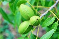 nuts-pecan-green-elongated-tree-315687.jpg