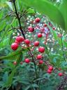 berries-red-round-holy-bamboo-315848.jpg