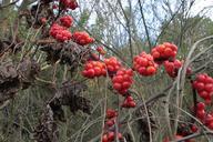 berries-berry-communis-dioscorea-87815.jpg