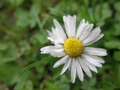 daisy-bellis-perennis-flower-614308.jpg