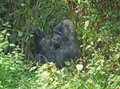 gorilla-silverback-uganda-ape-1403650.jpg