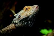 reptile-zoo-nature-creature-1649363.jpg