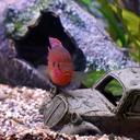 aquarium-fish-aquarium-fish-242411.jpg