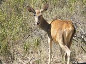 deer-nature-animals-mammals-114505.jpg