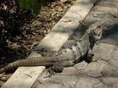 reptile-iguana-lizard-animal-1099629.jpg