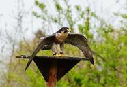 falcon-wildpark-poing-raptor-1316401.jpg