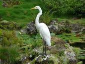 heron-white-bird-pond-nature-846284.jpg