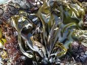 seaweed-sea-shore-410893.jpg