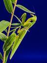 praying-mantis-fishing-locust-green-219100.jpg