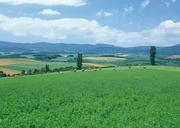 Round-bales-of-hay-on-farmland.jpg