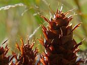 cones-pine-tree-pinecone-56941.jpg