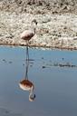 flamingo-pink-atacama-desert-chile-1024546.jpg