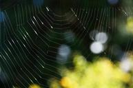 cobweb-network-weave-structure-960628.jpg