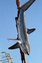 shark-fishing-net-fisherman-boat-797954.jpg