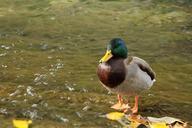 duck-water-animal-540811.jpg