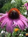 cone-flower-flower-pink-bee-1331065.jpg