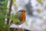 robin-bird-animals-255157.jpg