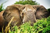 uganda-elephant-safari-elephants-251921.jpg