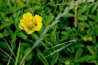 Buttercup_with_insects,_Landtong_Rozenburg.jpg