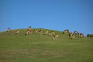 deer-grassland-grass-wildlife-1115981.jpg