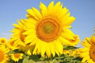 sunflower-yellow-flower-843431.jpg