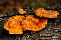 fungus-orange-decay-wood-forest-433552.jpg