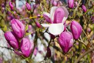 magnolia-magnolia-blossom-blossom-324298.jpg