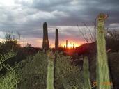 Saguaro,Sonora Desert Museum.jpg