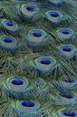 peacock-feathers-blue-bird-nature-560252.jpg