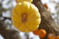 pumpkin-yellow-vegetable-624352.jpg