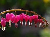 bleeding-hearts-hearts-pink-flower-723881.jpg