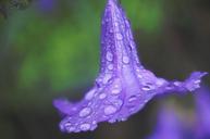 water-drops-flower-lilac-macro-578222.jpg