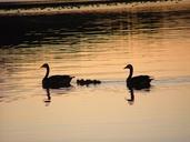 swans-dusk-silhouette-swan-bird-339349.jpg