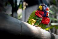 inseparable-birds-color-parrots-1088896.jpg