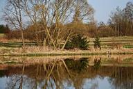 pond-surface-reflection-trees-301642.jpg