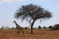 giraffe-safari-kenya-111704.jpg