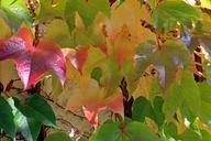 autumn-leaves-golden-autumn-golden-466064.jpg