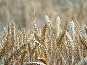 fields-cereals-spike-harvest-1501140.jpg