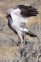 falcon-bird-fly-start-wing-africa-63357.jpg