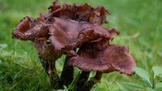 fungus-nature-plant-wood-forest-456904.jpg