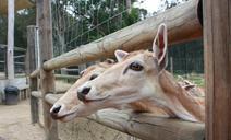 deer-animals-friends-nature-zoo-484264.jpg