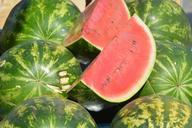 watermelon-melon-fruit-red-melon-391671.jpg