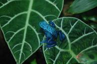 frog-poison-dart-blue-amphibian-649564.jpg